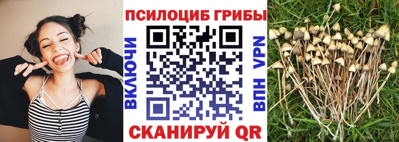даркнет телеграм  Новотроицк  ОМГ ОМГ ссылка  Псилоцибиновые грибы Psilocybe  сколько стоит 